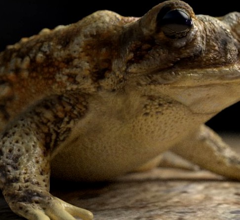 Toad