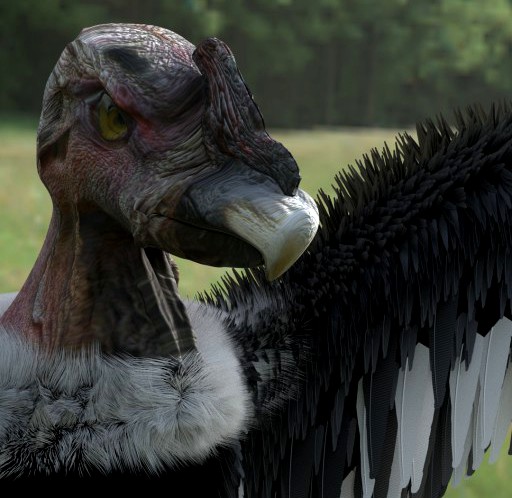 Condor