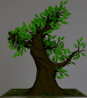 Bonsai tree