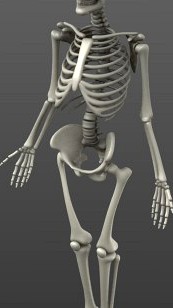 Simple Rigged Skeleton