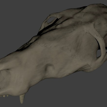 philander skull
