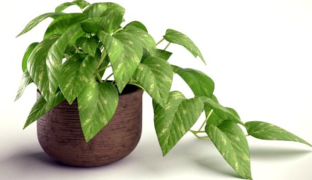 Indoor Plant In A Pot