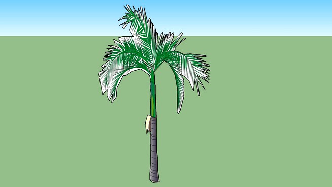 Royal Palm Tree