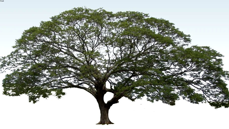 Tree 2D - Albizia saman