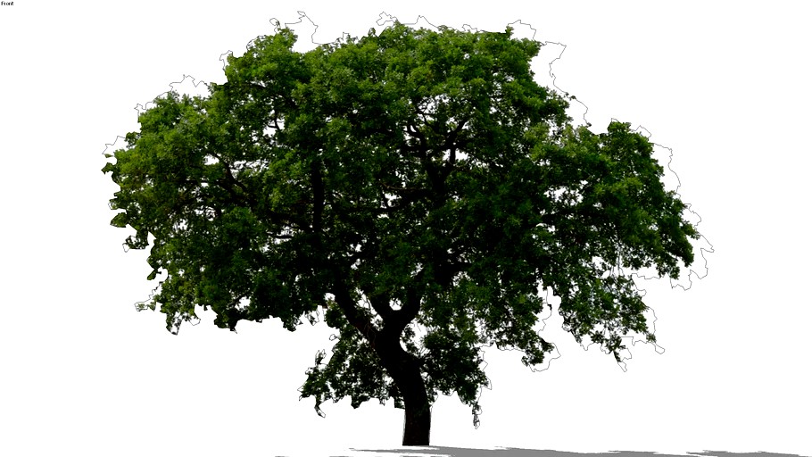 2D Oak Trees
