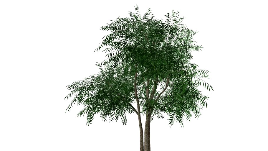 WILLOW TREE