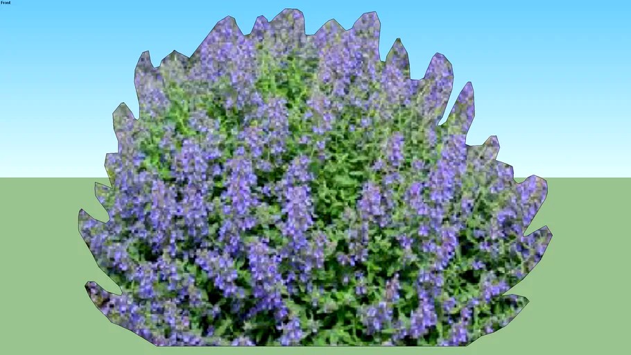 2D Catmint