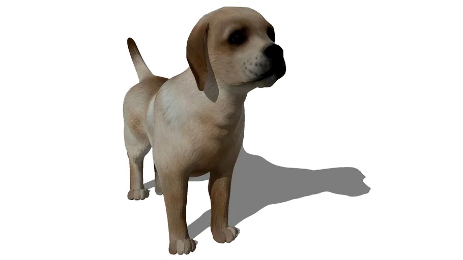 chiot