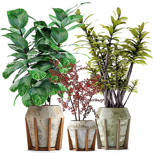 Collections Plants 02