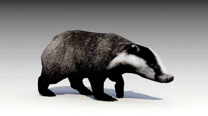 Badger