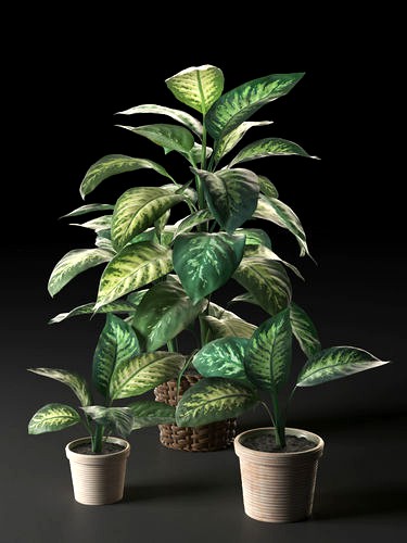 Dieffenbachia in Pots