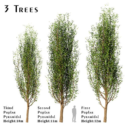 Set of Black Poplar or CottonwoodTrees  - 3 Trees