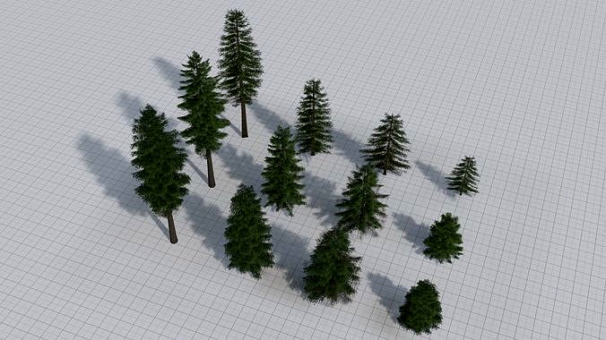 Larch Pine Tree