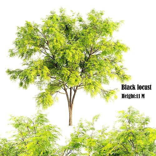 Black locust