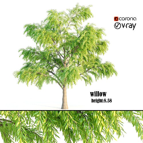 willow tree