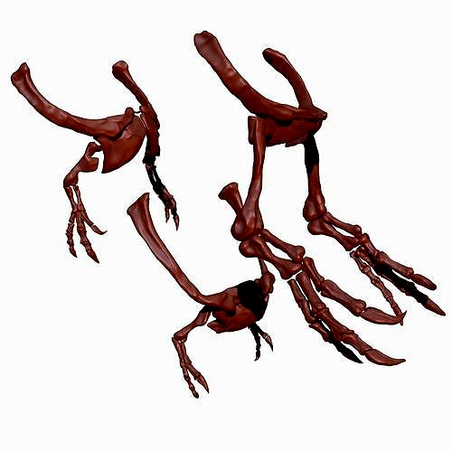 Spinosaurus - Tyrannosaurus - Giganotosaurus Arm Skeletons Set