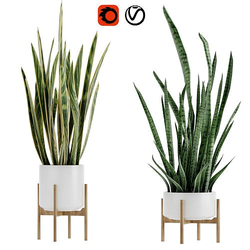 Sansevieria part 2