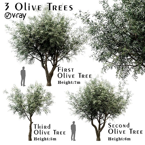 Set of Olive Trees or Olea europaea trees - 3 Trees