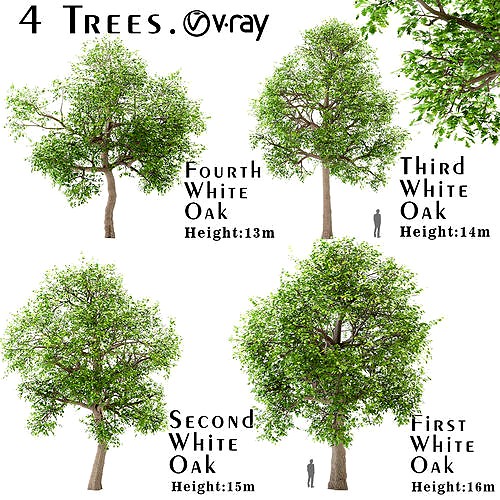 Set of White oak Trees OR Quercus alba trees - 4 Trees