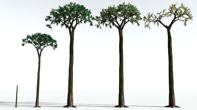 EVERYPlant Spiny Scale Tree EXT --24 Models--