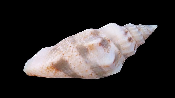 Juvenile Conch Sea Shell