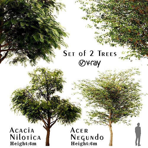 Set of Acacia Nilotica or Gum Arabic and Acer negundo Trees