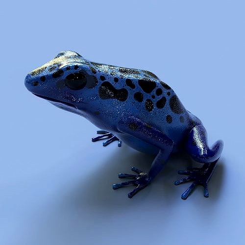 Blue poison dart frog  arrow frog Dendrobates tinctorius azureus