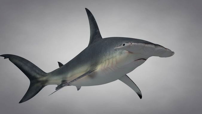 Great Hammerhead Shark Rigged C4D