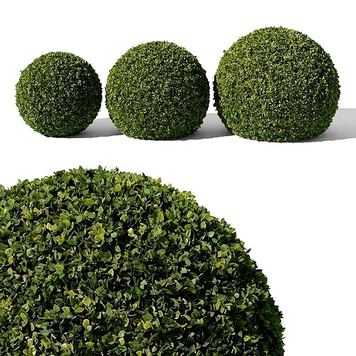 Buxus Sempervirens 02