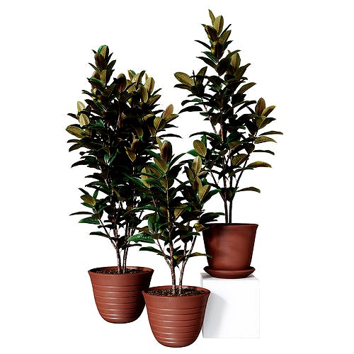 Ficus elastica Collection of plants