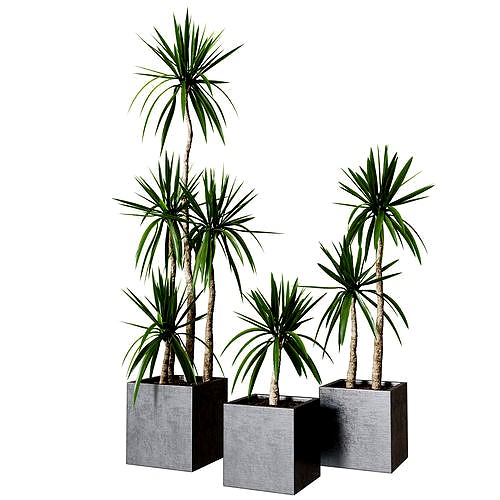 Yucca pot Collection of plants