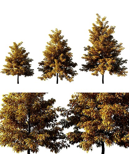 Nyssa sylvatica autumn