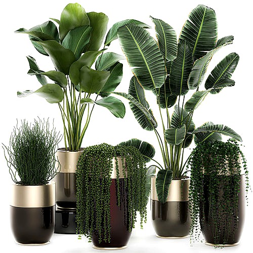 Houseplants in a luxury pot for the interior 706