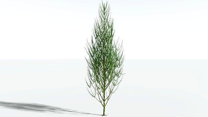 EVERYPlant Ridged Horsetail Tree SINGLE --1 Model--