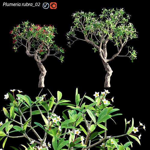 Plumeria rubra - Frangipani Tree 05