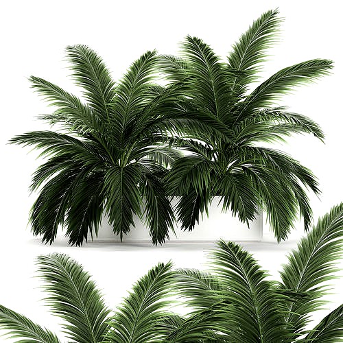 Decorative palm in a flowerpot 690