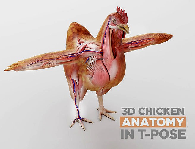 Chicken anatomy in T-pose for rigging