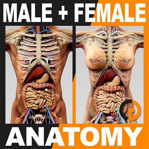 Human Anatomy - Body Skeleton and Internal Organs