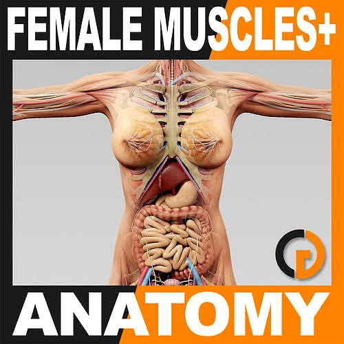 Human Female Anatomy - Body Muscles Skeleton Internal Organs