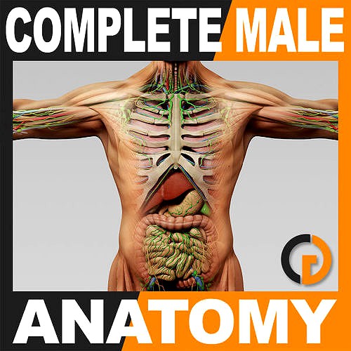 Human Male Anatomy - Body Muscles Skeleton Organs Lymphatic