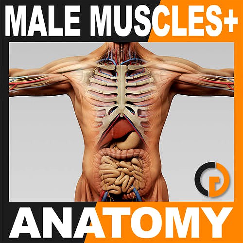 Human Male Anatomy - Body Muscles Skeleton and Internal Organs