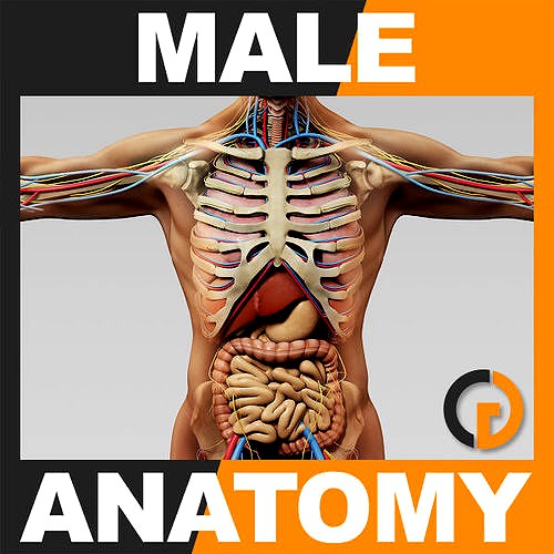Human Male Anatomy - Body Skeleton Internal Organs