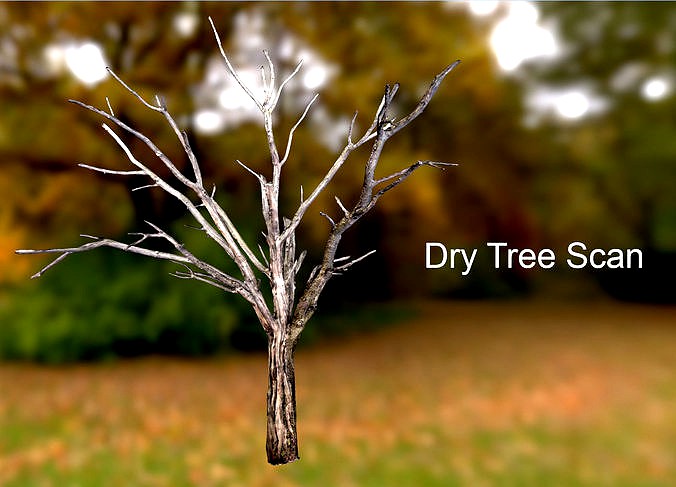 Dry Tree Scan