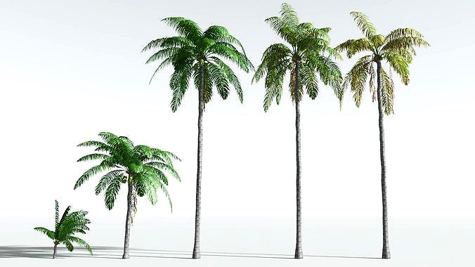 EVERYPlant Coconut Palm EXT --24 Models--