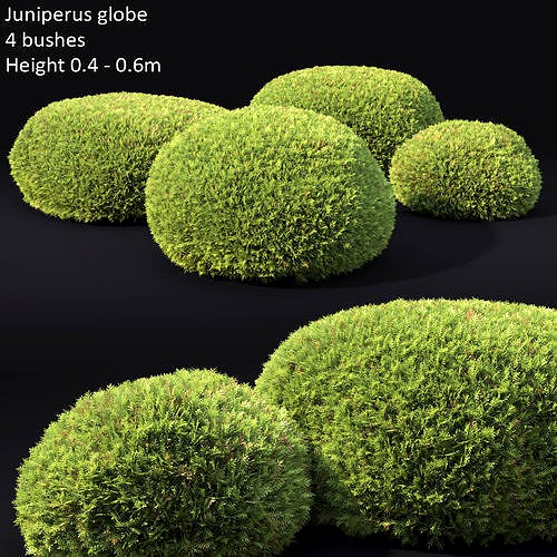 Juniperus globe 01