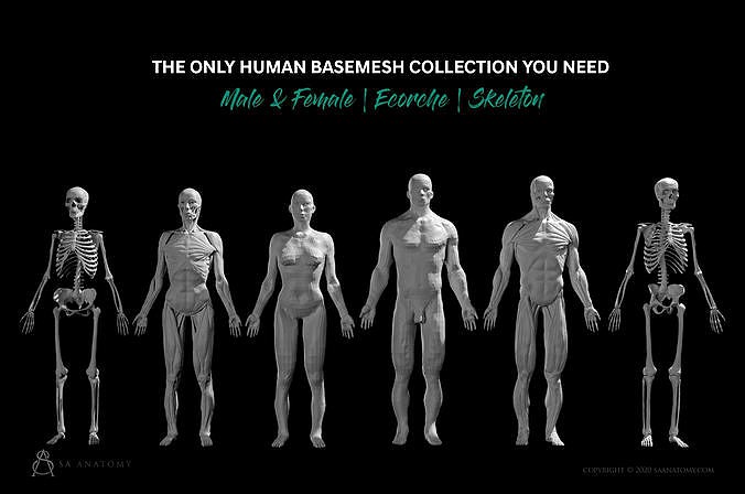 Ultimate Human Basemesh Collection