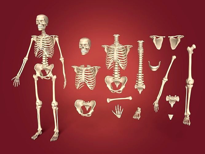 Human Skeleton