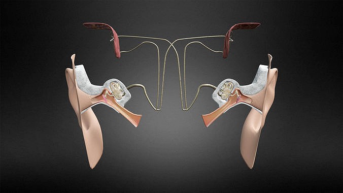 Auditory System