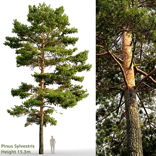 Pinus Sylvestris 21 H15m