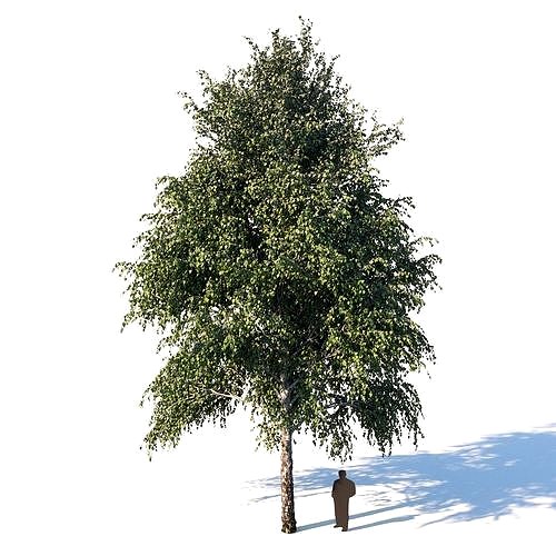 White birch 14 meters